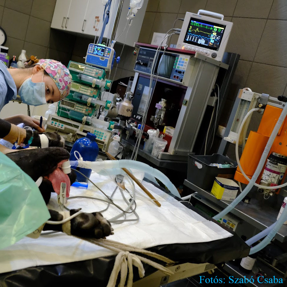 anesztézia képzés